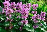 Чистец Stachys grandiflora  Стахис крупноцветковый (пурп-фиолет,VI-VII,лист тём-зелёный,Н=50/25см)