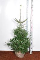 Пихта корейская (Abies koreana H9m,B3m) 140cm RB EXTRA