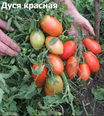 Рассада Томат Дуся красная
