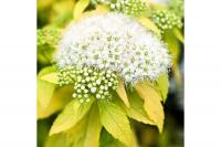Спирея японская (Spiraea japonica Вайт Голд) C3