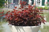 Physocarpus opulifolius Little Angel