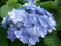 Гортензия крупнолистная Romance blue