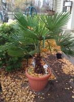Пальма Trachycarpus Fortunei