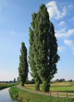 Тополь черный (Populus nigra Italica)