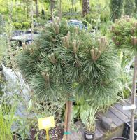 Сосна густоцветковая Лов Глоу (Pinus densiflora 