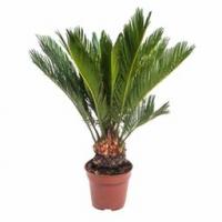 Цикас Cycas Revoluta D9