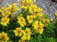 Очиток  камчатский (Sedum kamtschaticum Н20см)