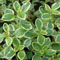 Тимьян Thymus 'Gold Lemon'