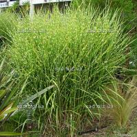 Мискантус  китайский Miscanthus sinensis Strictus Н=1,7 - 2,5 м