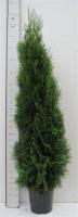 Туя западная Смарагд (Thuja occidentalis 'Smaragd' Н4м,В1,5м) 120 C20 M