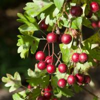 Боярышник однопестичный (Crataegus monogyna)