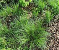 ОСОКА РАЗДВИНУТАЯ (Carex remota) P9