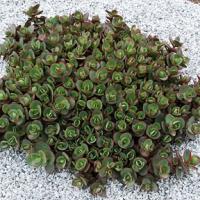 Очиток Sedum Sunsparkler Lime Zinger