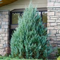 Можжевельник скальный Вичита Блю (Juniperus scop. 'Wichita Blue' Н-2м)  60см C5