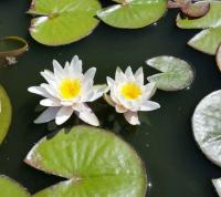 Нимфея Marliacea Albida (Кувшинка, водяная лилия Марлиака Альбида, цв. белый) С4