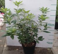 Рододендрон Catawbiense Roseum Elegans 40cm C10