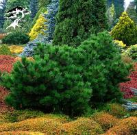 Сосна черная (Pinus nigra Hornibrookiana) H=1.0-2.0м