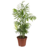 Хамедария Chamaed Elegans D9
