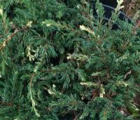 Можжевельник обыкновенный (Juniperus communis 'Spotty Spreader' H0.2m B2m)