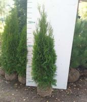 Туя западная Смарагд (Thuja occidentalis 'Smaragd' Н4м,В1,5м) 150cm