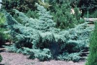 Можжевельник средний (Juniperus media 'Pfitzeriana Glauca' Н-1,5м В-3м)