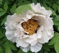 Пион древовидный Paeonia Suffruticosa (цв. белый) С3