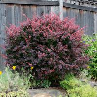 Барбарис Тунберга Atropurpurea