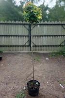 Клен остролистный (Acer platanoides Globosum штамб 160 С15