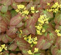 Горянка перальчиковая (Epimedium perralchium Frohnleiten)