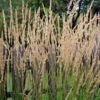 Вейник Карл Фостер Calamagrostis acutiflora Karl Foerster Р9