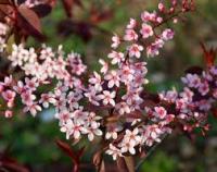 Черемуха обыкновенная Prunus padus Colorata
