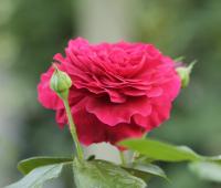 Роза флорибунда Red Leonardo da Vinchi