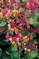 Lonicera x heckrotii  Жимолость Гекрота (Н=2-3м,цв.снаружи пурпур,внутри оранжево-жёлтые)
