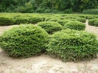 Ель обыкновенная Picea abies Nidiformis Н-1м В-3м (60-80 RB40)