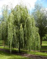 Ива белая (Salix alba Н=20м)