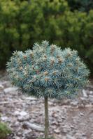 Сосна (Pinus koraiensis 'Blue Ball') штамб 50см С7