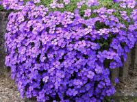 Обриета Aubrieta 'Accent Blue' (фиол-синяя,III-IV,H=10см)