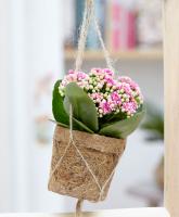 Каланхое Kalanchoe +Часы