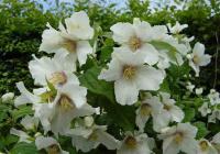 Чубушник Лемуана Philadelphus x lemoine (Н=3,0м,цв.белые 4см,с сильным ароматом)