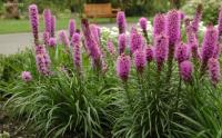 Лиатрис Liatris Spicata