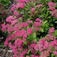 Спирея японская (Spiraea japonica Golden Princess Н0,8м)
