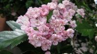 Боярышник морденский Crataegus mordenensis'Toba'