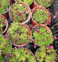 Камнеломка Арендса Saxifraga arendsii
