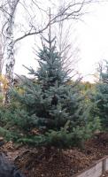 Ель колючая (Picea pungens 'Glauca' Н20м,В8м)