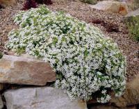 Сапонария  Saponaria Ocymoides White Н=20см