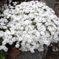 Флокс Дугласа Phlox douglasii 'White Admiral' (белый,V-VI,Н=12/7см вечнозеленый)