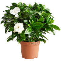 Гардения Gardenia Jasminoides 13cm