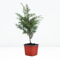 Тсуга канадская Tsuga canadensis P9
