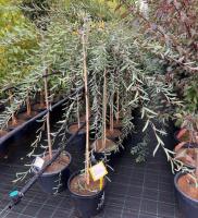 Ива пурпурная Пендула ( Salix pupurea Pendula) штамб-120 C7,5