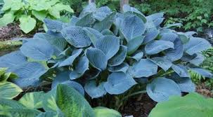 Хоста Блю Гаваи (Hosta Blue Hawaii) С2
